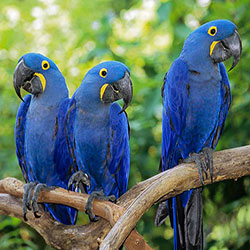 Great Dane Of Companion Birds.